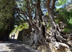 Olive wood - Sacred tree