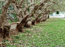 Frangipani tree - Kemboja wood